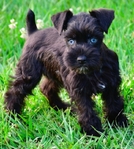 AKC Toy/Miniature Female Schnauzer Puppies