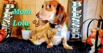 >🐾 Available Puppies in Southeast Texas! 🐾