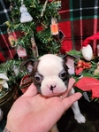 Miniature Boston Terrier Puppies!
Perfect for Christmas!!