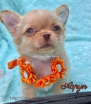 AKC  Stunning Longcoat Male Micro Chiuahuas