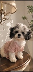 Maltipoo puppies LOOK >👀  Teacup & Tiny Toys