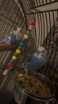 Quaker Parrots & parakeets (3 for sale of each)
