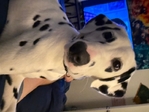 Female Dalmatian