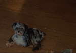 Sweet yorkiepoo