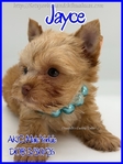 Stunning AKC Male Yorkies