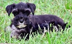 AKC Toy/Miniature Schnauzer puppies