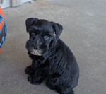 AKC Reg Minature Schnauzers