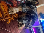 7month old Australian Pups for sale