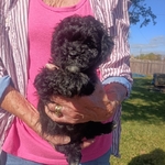 CKC TOY MALTESE-SCHNAUZER-POODLE