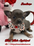 AKC Valentine Applehead Chihuahuas