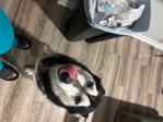 3 Year old Siberian Husky