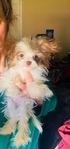 Pomapoo puppies 2 tiny female sisters