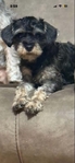 KoKo Cavapoo/Schnauzer