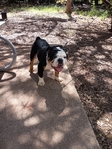 AKC English Bulldog