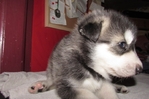 wolf hybrids for sale