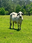 2 grown cows 2 calves