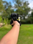Tiny yorkiepoo
