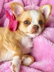 AKC Longcoat Chihuahuas