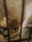 Hand-reared Fancy Rats