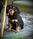 Cavalier King Charles Spaniel