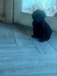 Goldendoodle