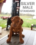 Rhodesian Ridgeback Puppies for Sale