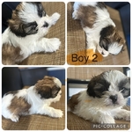 >🐶 Adorable Shih Tzu Puppies – Ready 10/7/25 (Nederland, TX)