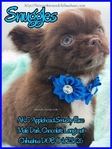AKC Chocolate Applehead Longcoat Chihuahuas