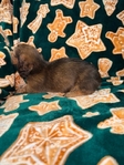 Mini Longhair Dachshund Puppy
