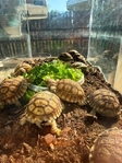 African Sulcata Tortoise Babies