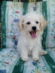 Maltipoos or Dachshund (Chiweenies)- Caldwell Tx -$300-$600