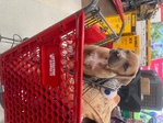 Cane Corso/pit bull