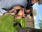 German Shepherd Pups