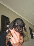 Ckc registered long-haired miniature dachshunds
