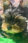 ExTra Tiny Baby-Doll Face Yorkie