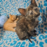 Free kittens, July 19th 2025 birthday, 2 males and 3 females!