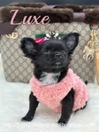 Gorgeous Luxurious AKC Female Longcoat Chihuahua
