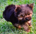 AKC Tiny Yorkie Puppies