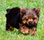AKC Tiny Yorkie Puppies