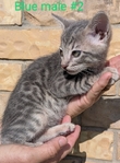 Registered Bengal kittens