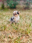 Chihuahua elite puppies / Applehead females