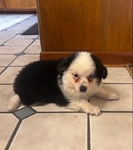 Male Mini-Toy Aussie Puppy