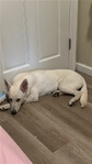 White German Shepherd & Lab/Shepherd