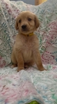 AKC Registered Golden Retriever puppies