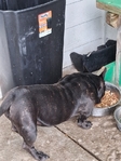 8 month old female Bully