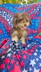 YorkiPoo  female  $700