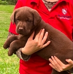 Labrador Retriever Puppies