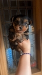 Tiny yorkies