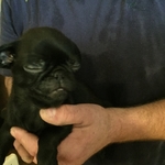 Pug puppies