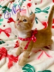 Free kitten to good home!!